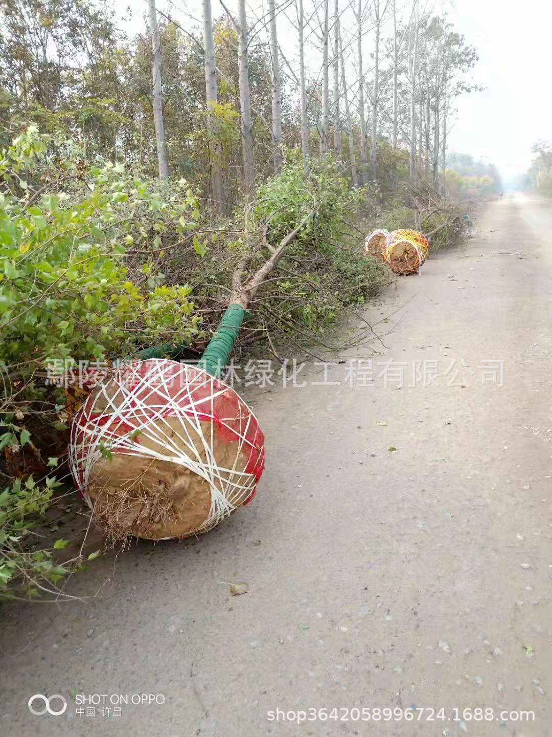 河南三角枫多少钱-三角枫种植基地批发报价电话多少图片