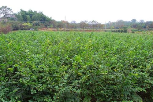 九江市大量出售朴树苗基地-报价-批发-专业种植-种子