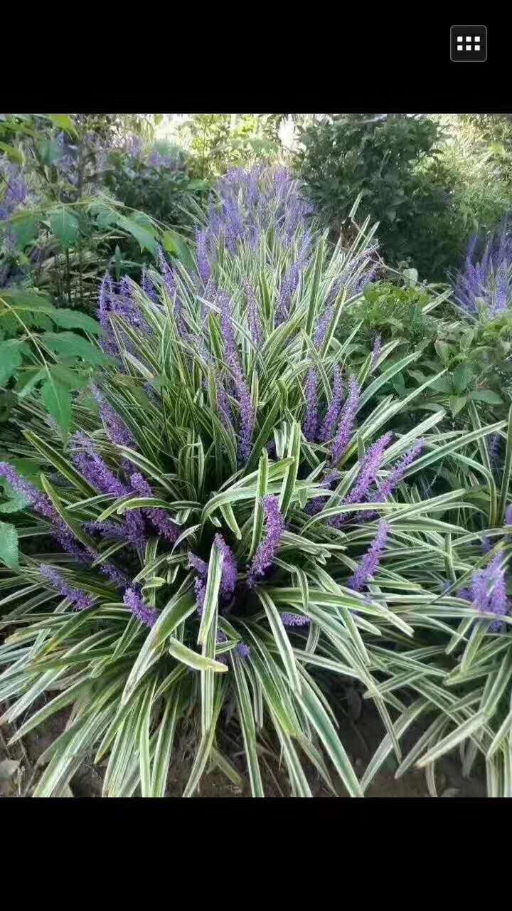 金边麦冬苗 七斤五斤金边麦冬苗 七斤五斤 金边麦冬苗种植基地 金边麦冬苗批发