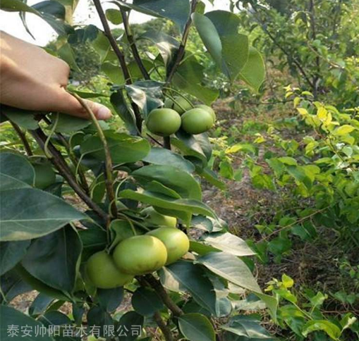 天皇梨树苗哪家好 天皇梨树苗厂家直销 山东天皇梨树苗