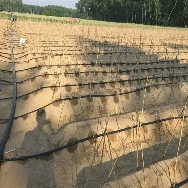 农业种植山药 山药滴灌水肥一体化方案 天露农用灌溉材料图片