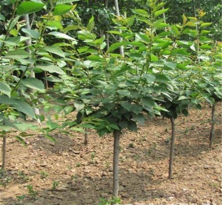 盐城市江苏樱花树苗报价厂家江苏樱花树苗报价、种植基地、哪家好【东台市杰佳生态农业发展有限公司】