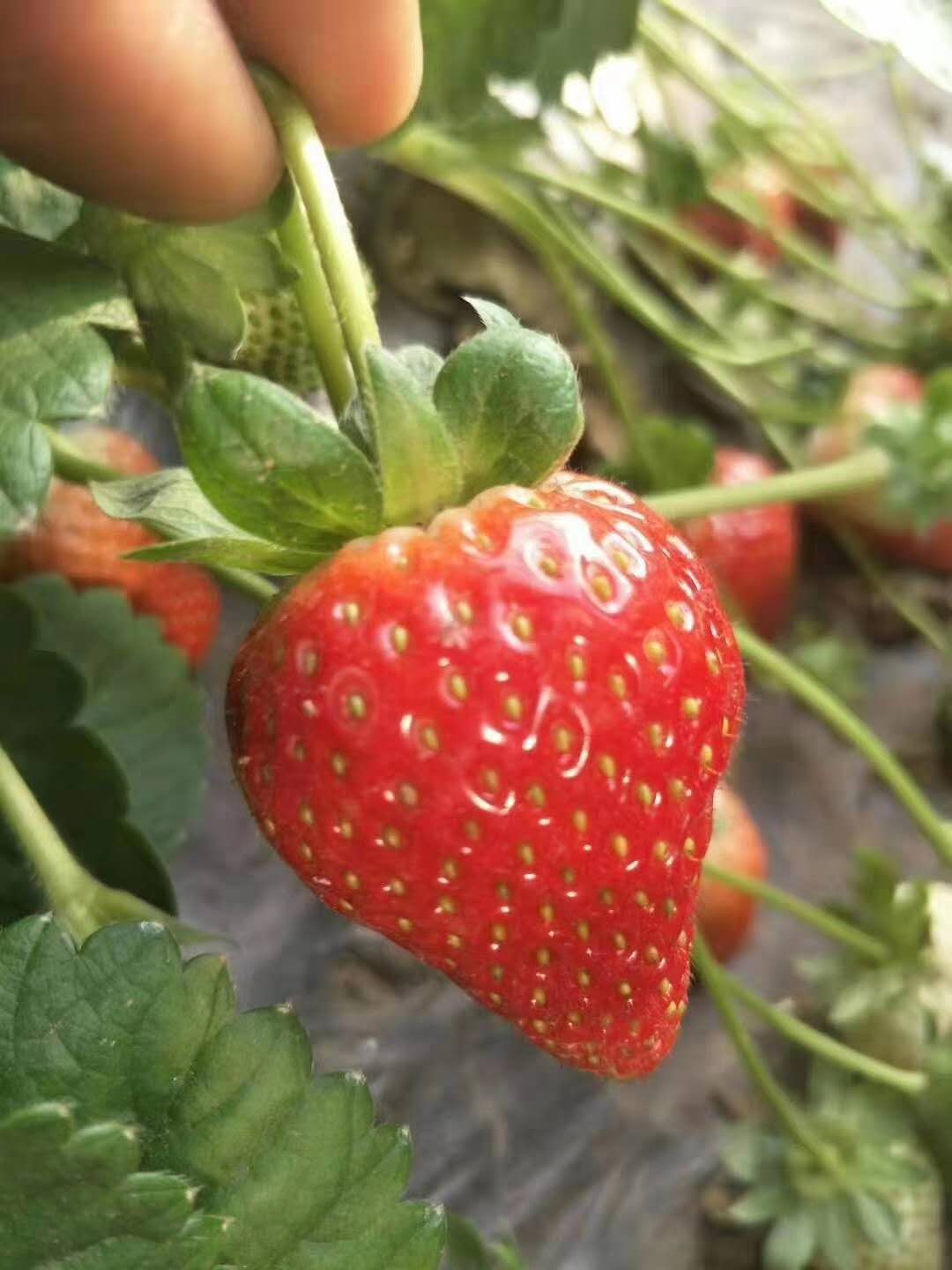 山东泰安草莓苗基地，批发，价格，多少钱，哪里有卖，草莓苗价格图片