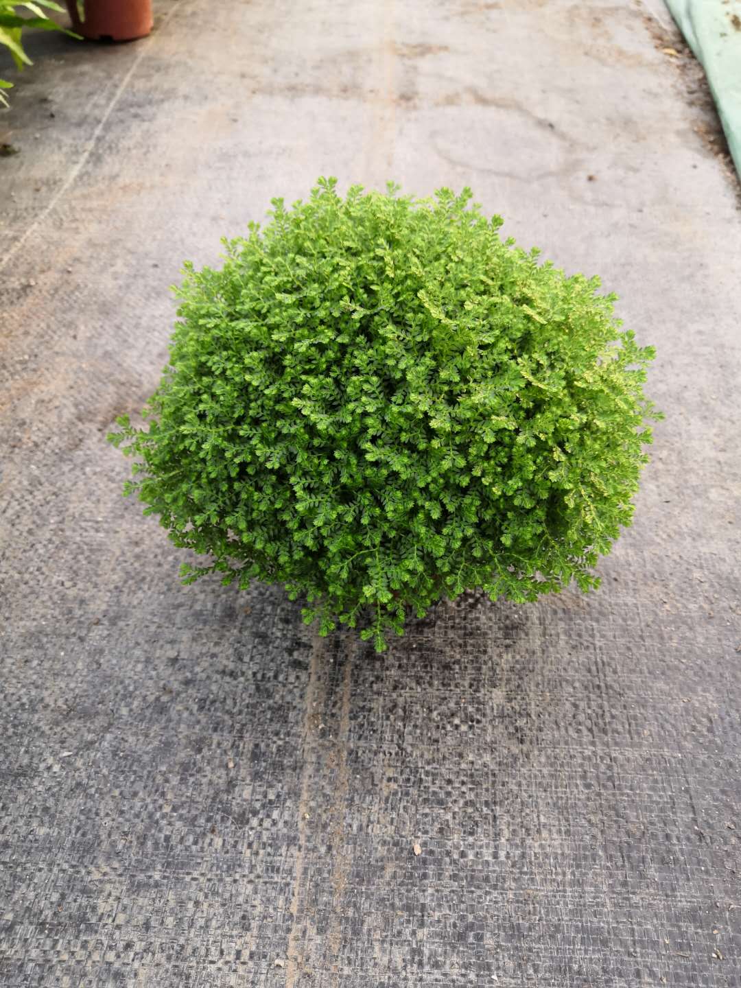 室内绿地球小盆栽  基地直供绿墙植物绿地球  优质耐养绿地球小盆栽