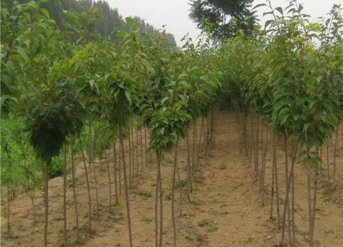 江苏樱花树苗报价、种植基地、哪家好【东台市杰佳生态农业发展有限公司】