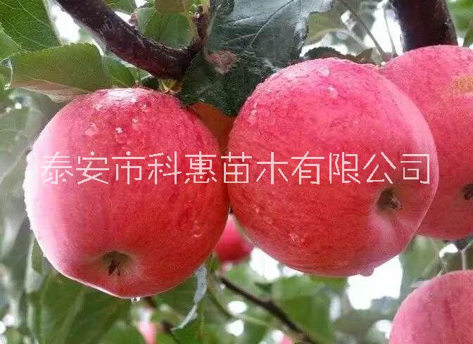 冰糖心苹果树苗价格、供应、批发价格、种植基地【泰安市科惠苗木有限公司】