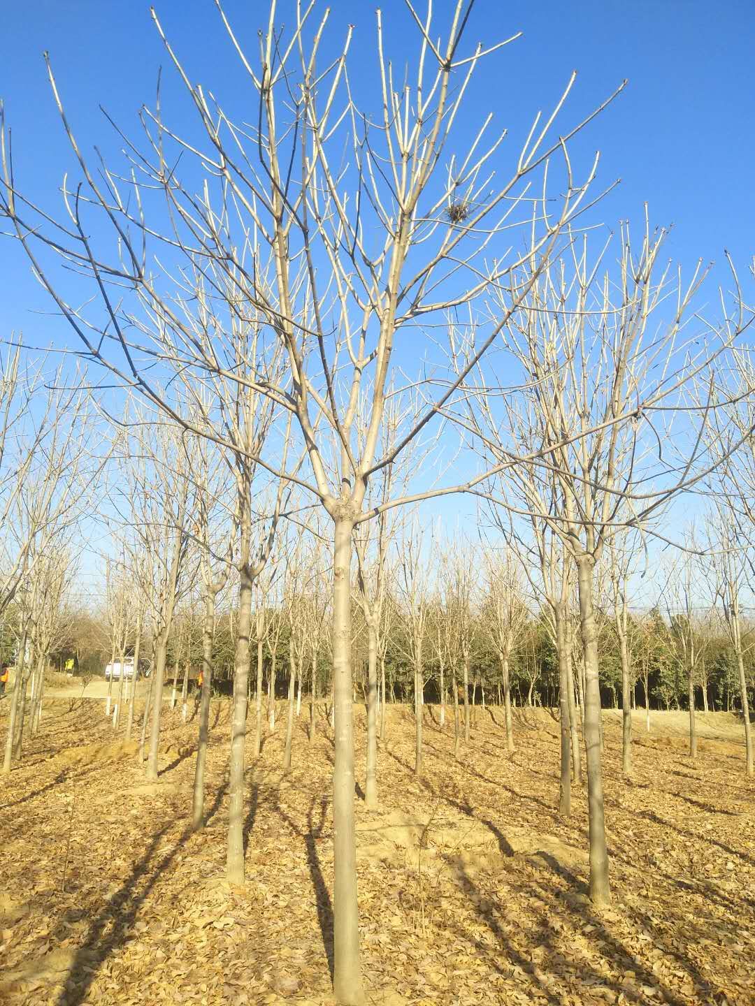 七叶树苗种植基地供应批发价格多少钱【南阳市宏润园林有限公司】