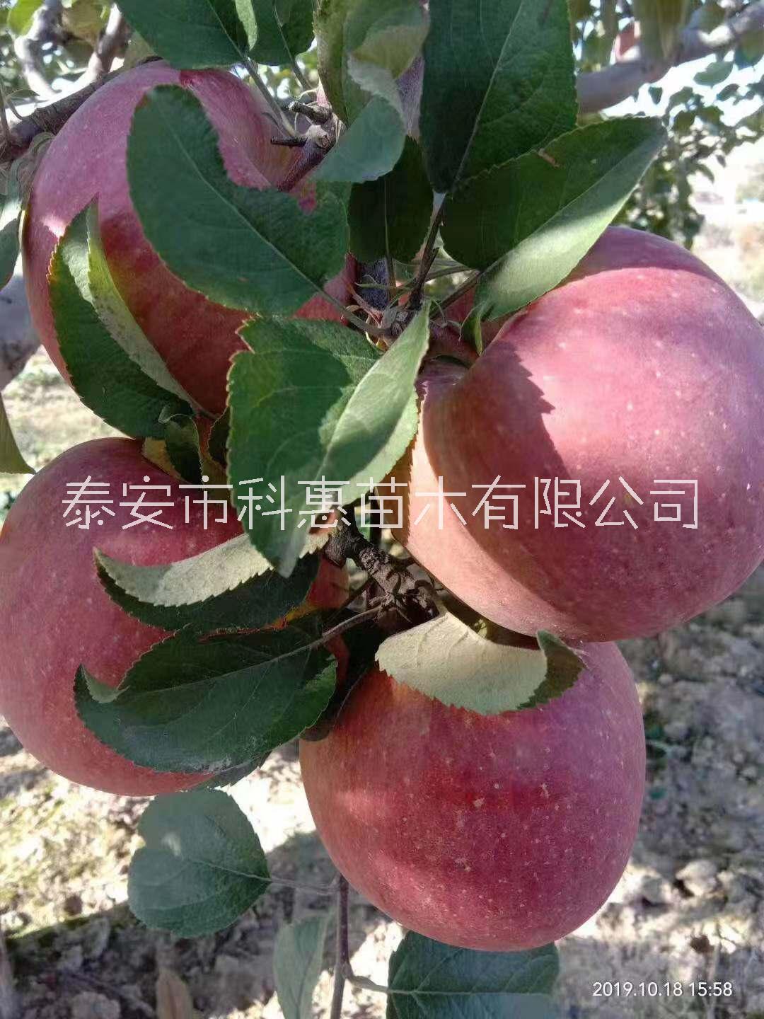 苹果树苗哪个品种最好-供应-批发价格-种植基地-热卖【泰安市科惠苗木有限公司】 泰安苹果树苗