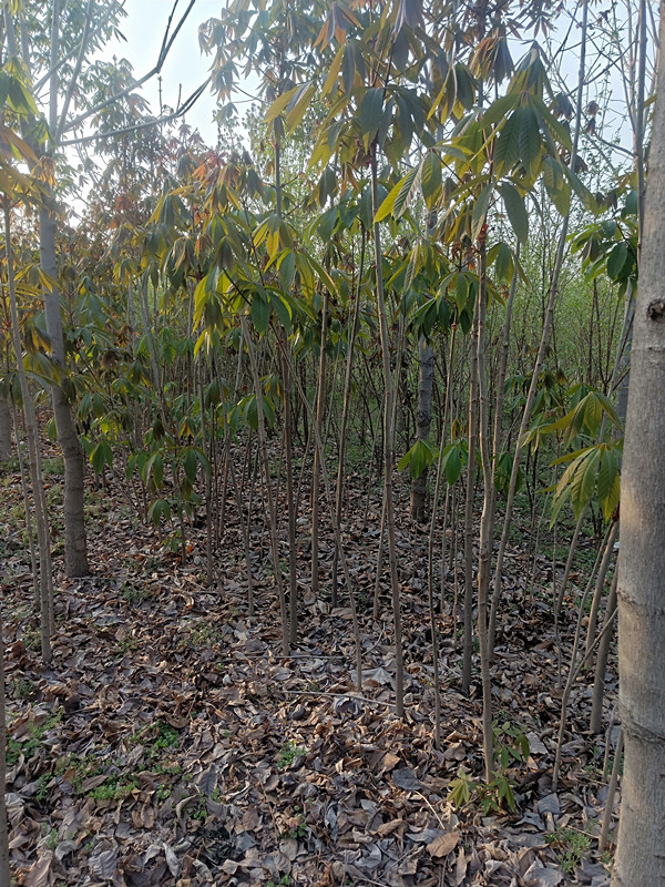 七叶树苗种植基地供应批发价格多少钱【南阳市宏润园林有限公司】