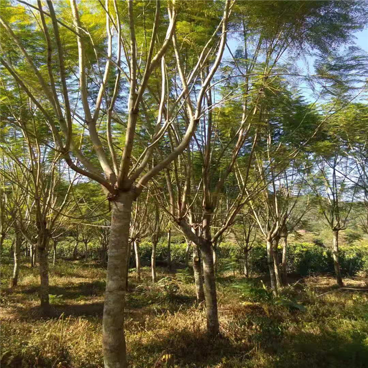 蓝花楹批发 蓝花楹产地价格 蓝花楹地苗