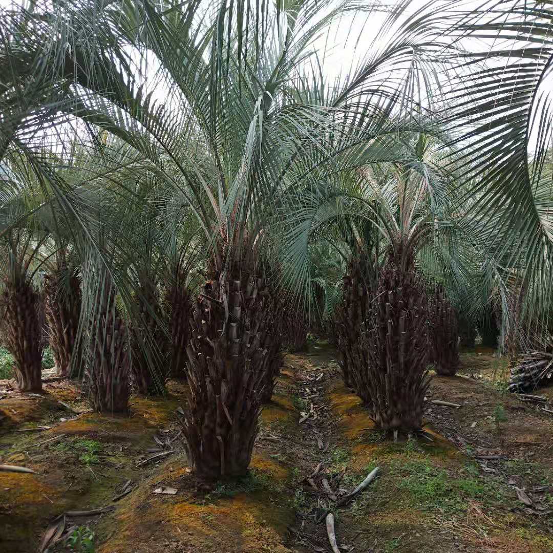 布迪椰子 布迪椰子移栽苗 布迪椰子地苗价格 布迪椰子批发