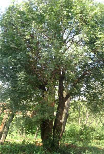 安徽苗木种植基地稳定长期供应黄连木树报价多少