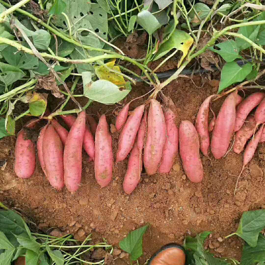 红薯苗红薯种 高淀粉+高产+高质量     河南开封红薯苗育苗江豪千亩基地