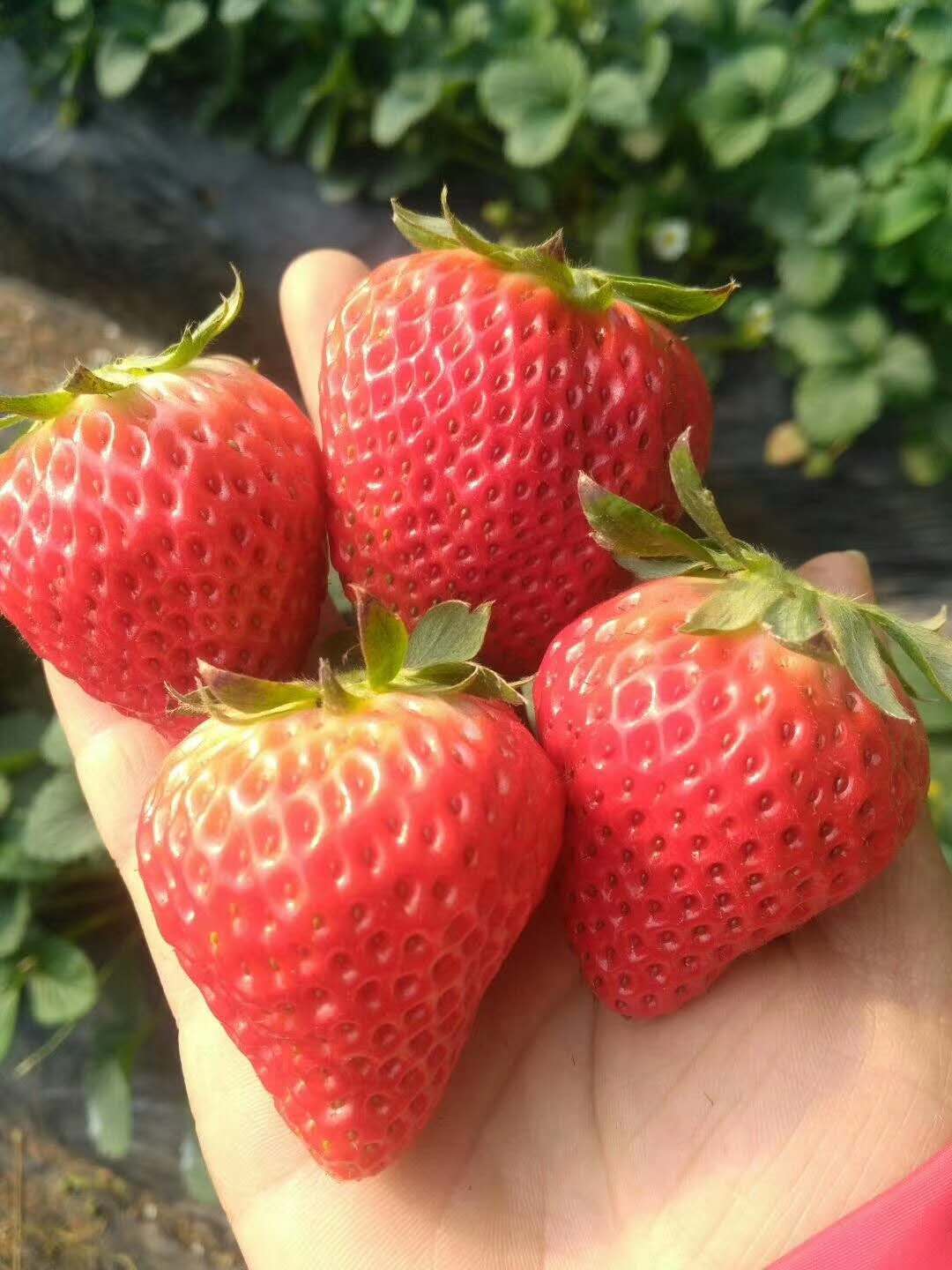 山东草莓苗基地种植、批发、价格、哪里有卖【泰安芙柔娜苗木有限责任公司】