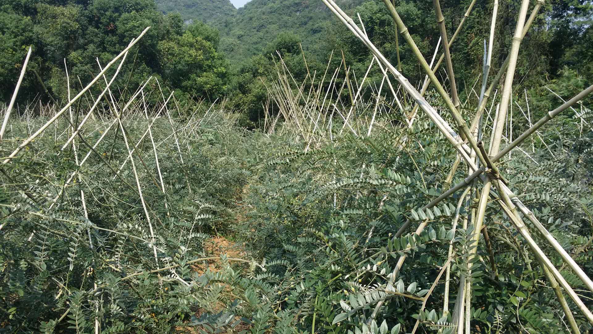 药材山豆根批发