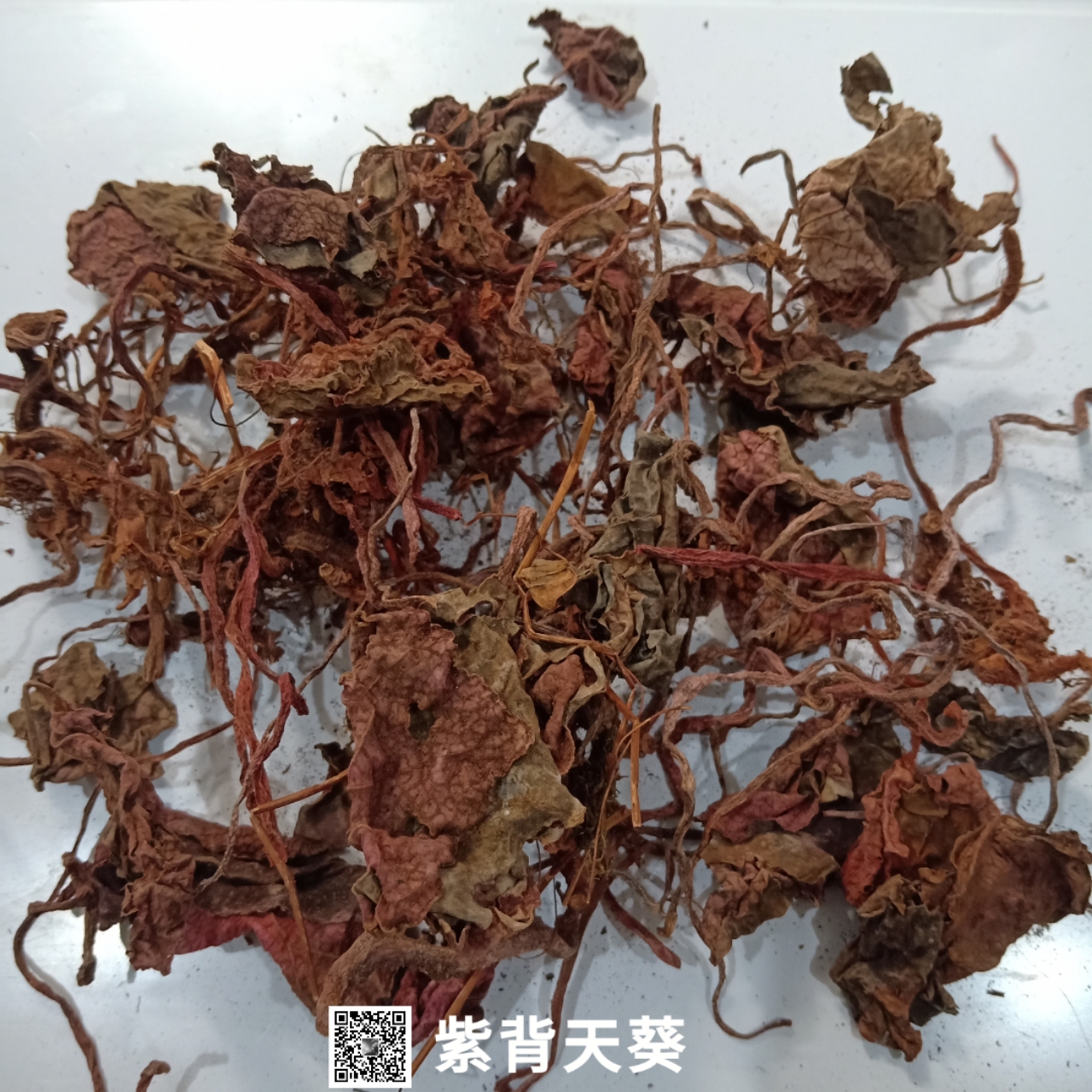 紫背天葵草-价格-哪里买得到【亳州市奇弘堂药业有限公司】