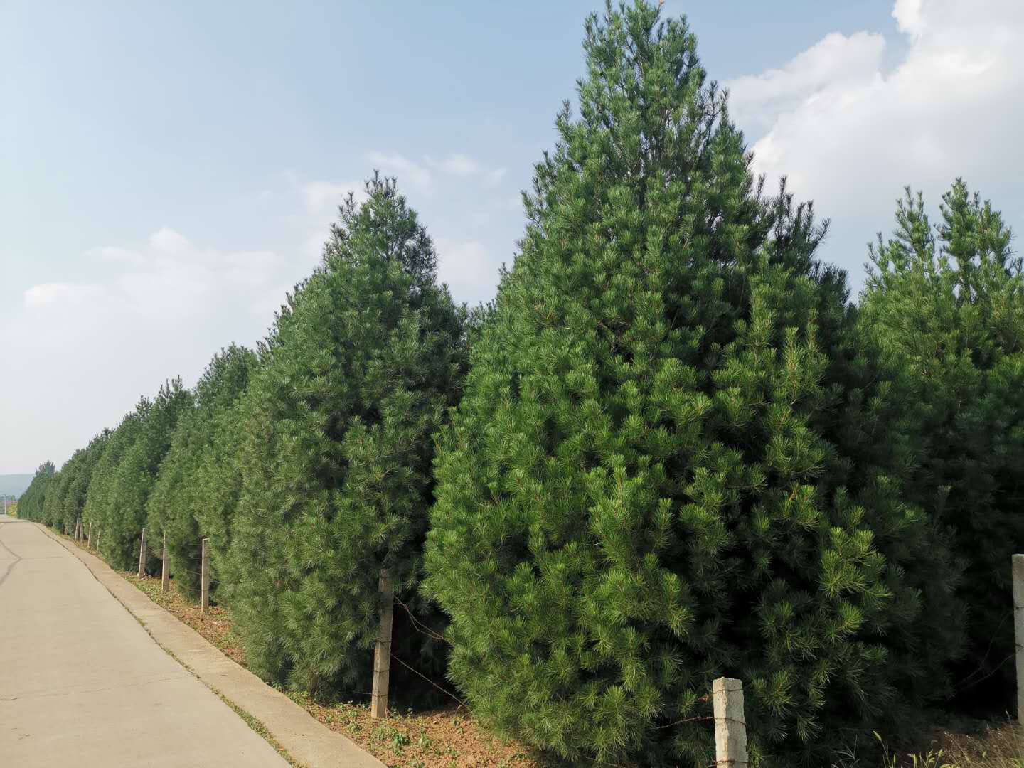 西安泽章园林绿化苗木有限公司