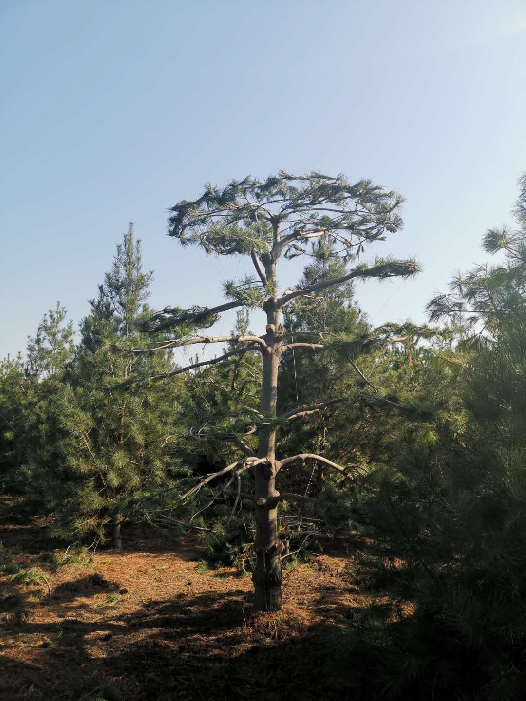 造型华山松批发价格【西安泽章园林绿化苗木种植基地