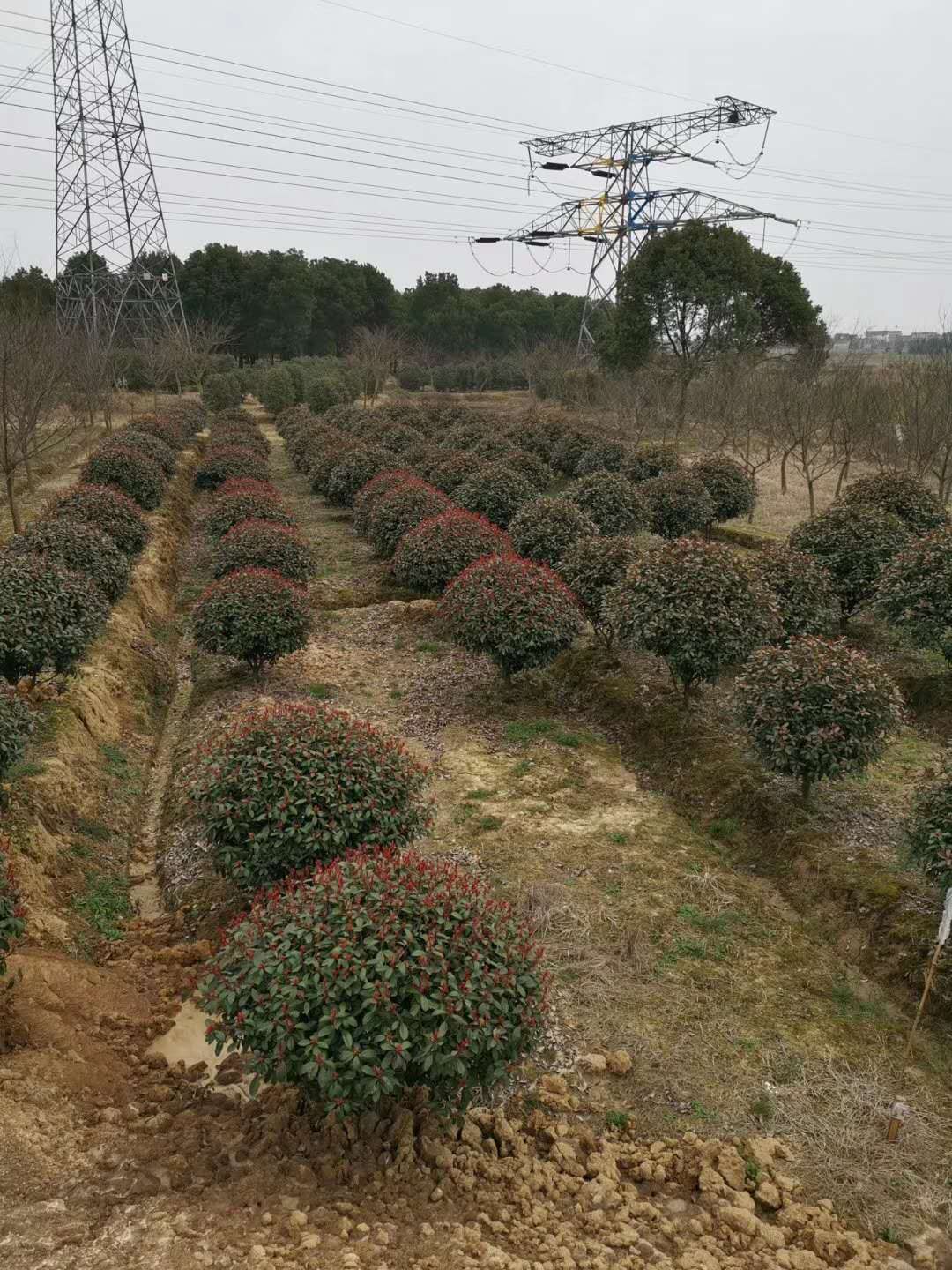 5米红叶石楠球、种植基地、3米红叶石楠球基地，批发价格【南京市浦口区年福苗圃场】