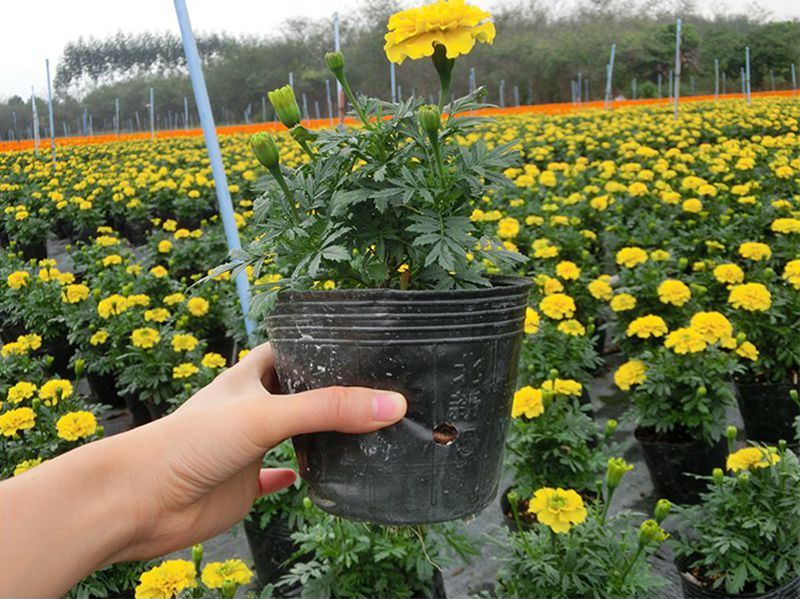 唐山花卉营养杯厂家批发-生产直销零售