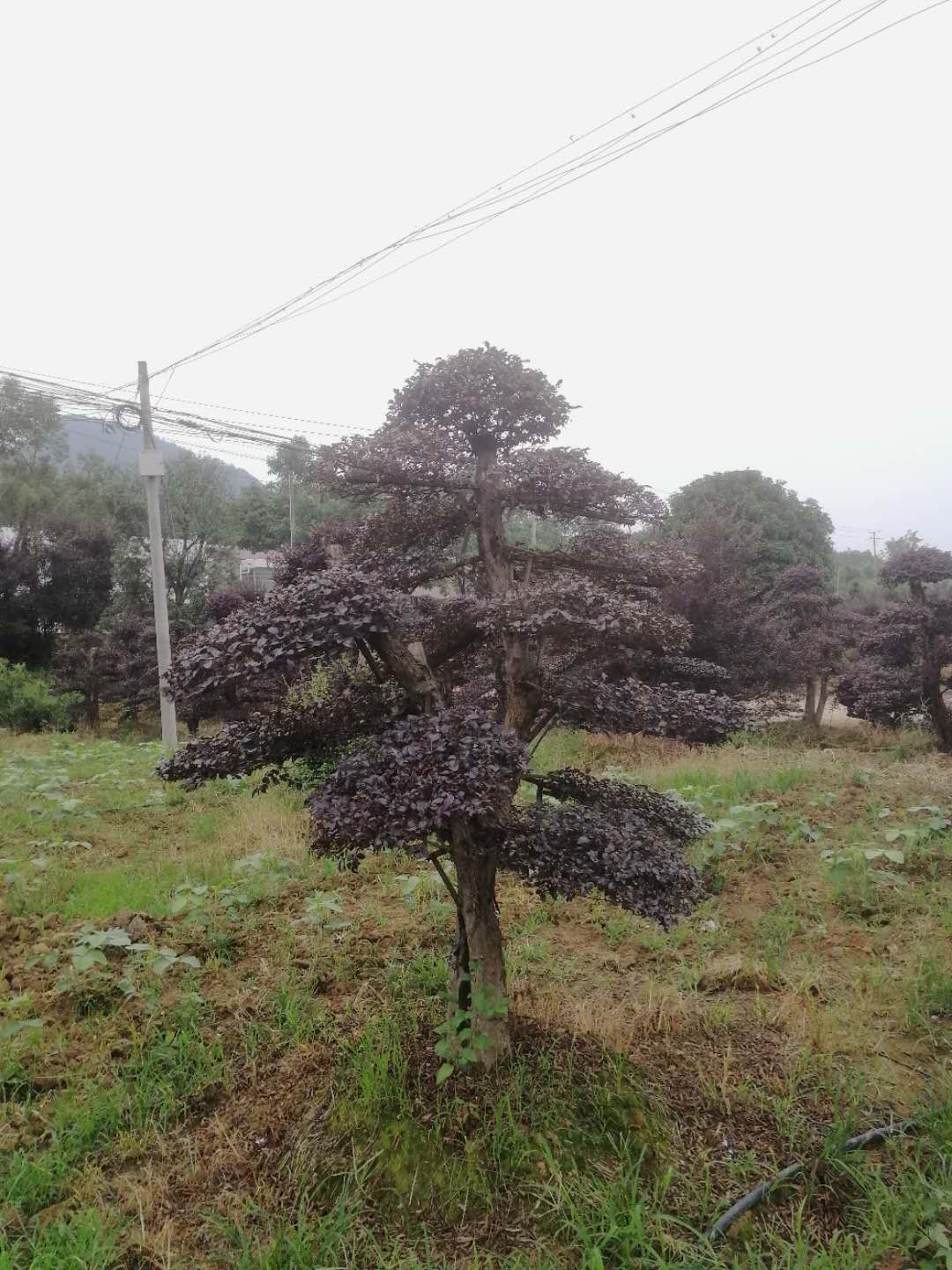 湖南柏加镇造型红花继木基地，价格，批发_2020年_03-07月湖南造型红花继木基地价格行情图片