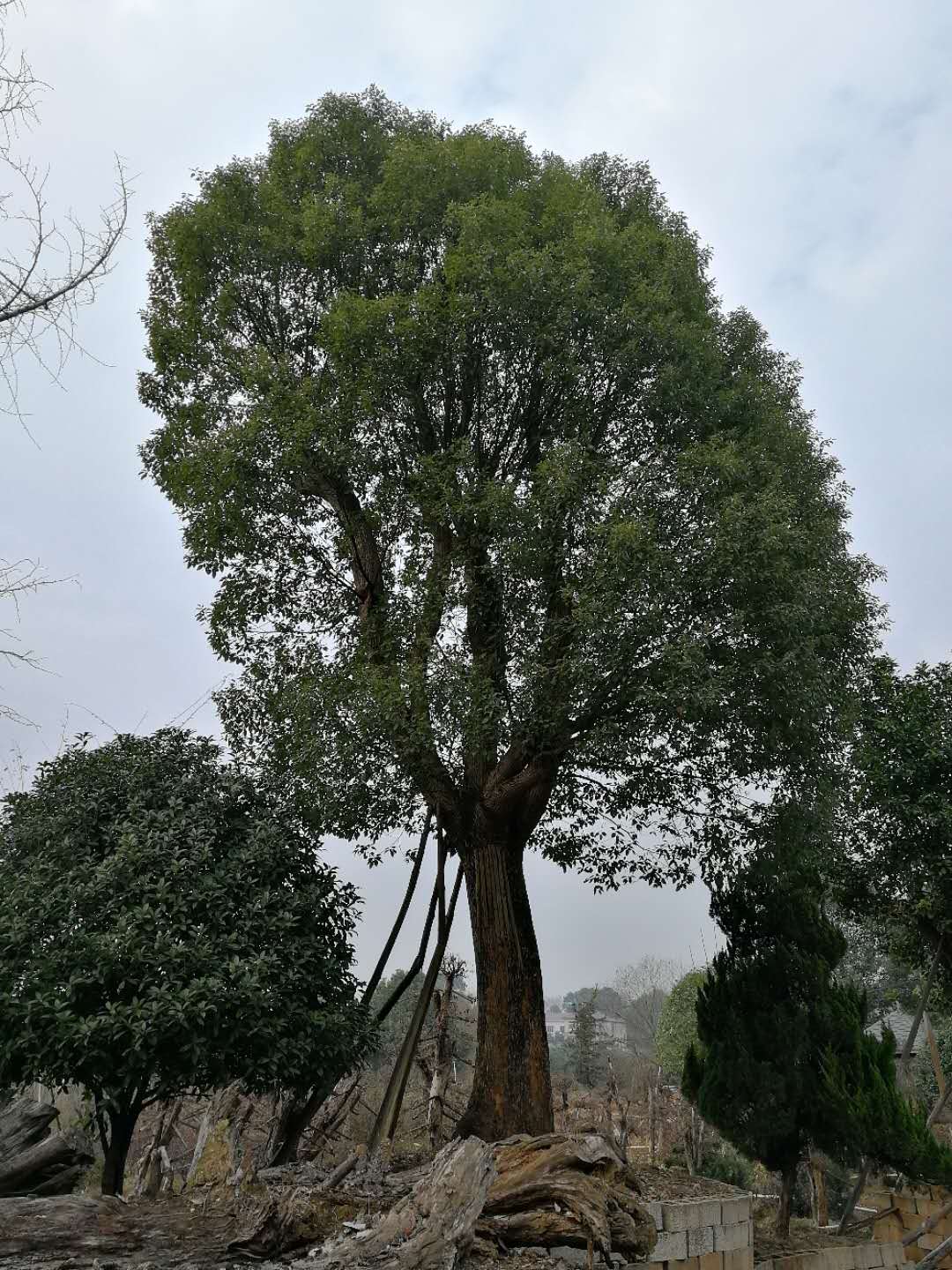 湖南柏加镇骨架移栽大香樟基地，价格，批发_2020年_03-07月湖南骨架移栽大香樟基地价格行情图片