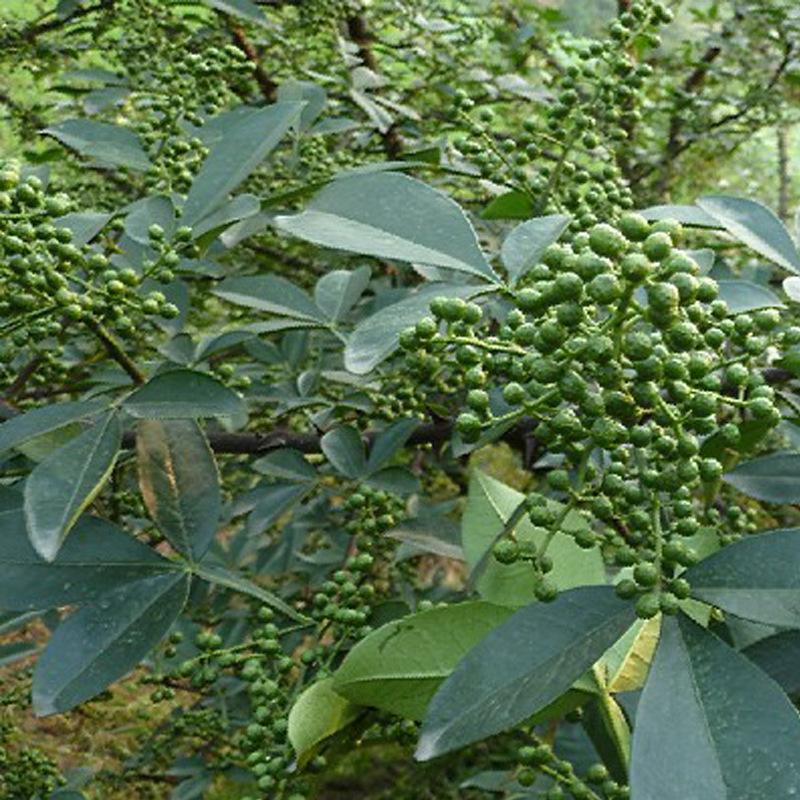 九叶青花椒苗泰安市长期供应九叶青花椒苗/基地/大量出售/批发