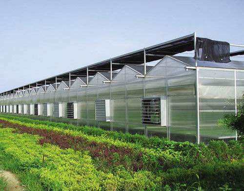 定做温室大棚 草莓种植大棚 养殖大棚搭建
