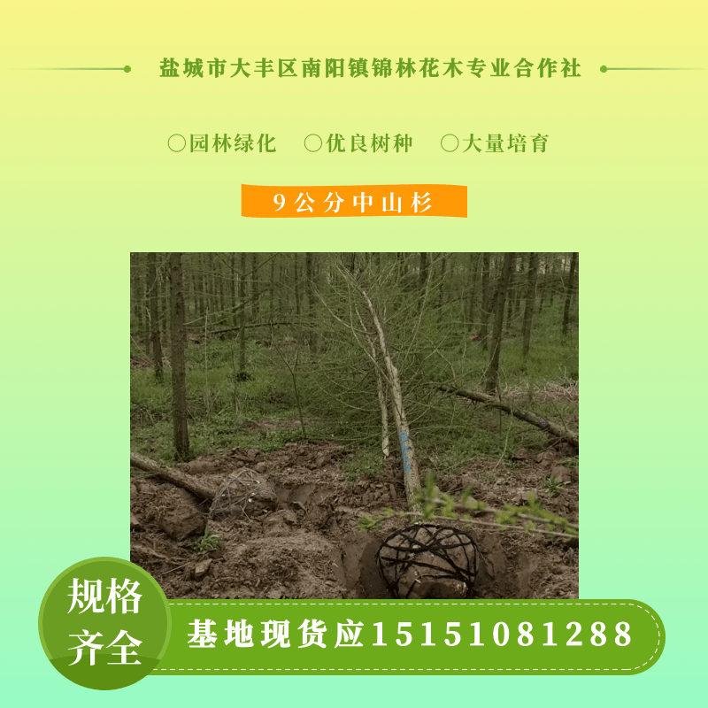 上海9公分中山杉基地批发，9公分中山杉种植园，9公分中山杉价钱