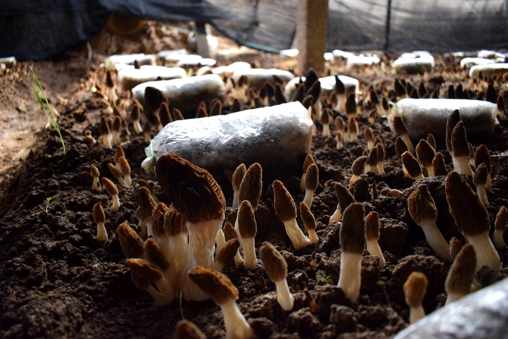 羊肚菌基地鲜货常年应季供应羊肚菌基地鲜货常年应季供应山东聊城羊肚菌基地