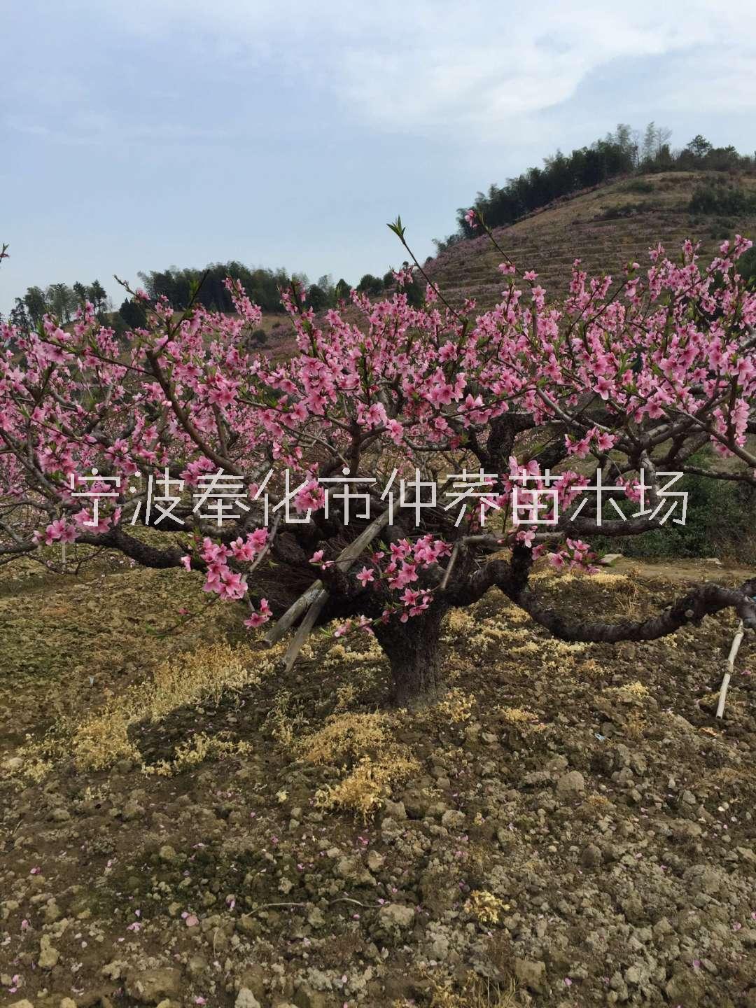 宁波桃花苗宁波桃花苗种植基地、价格、报价【宁波奉化仲荞苗木场】