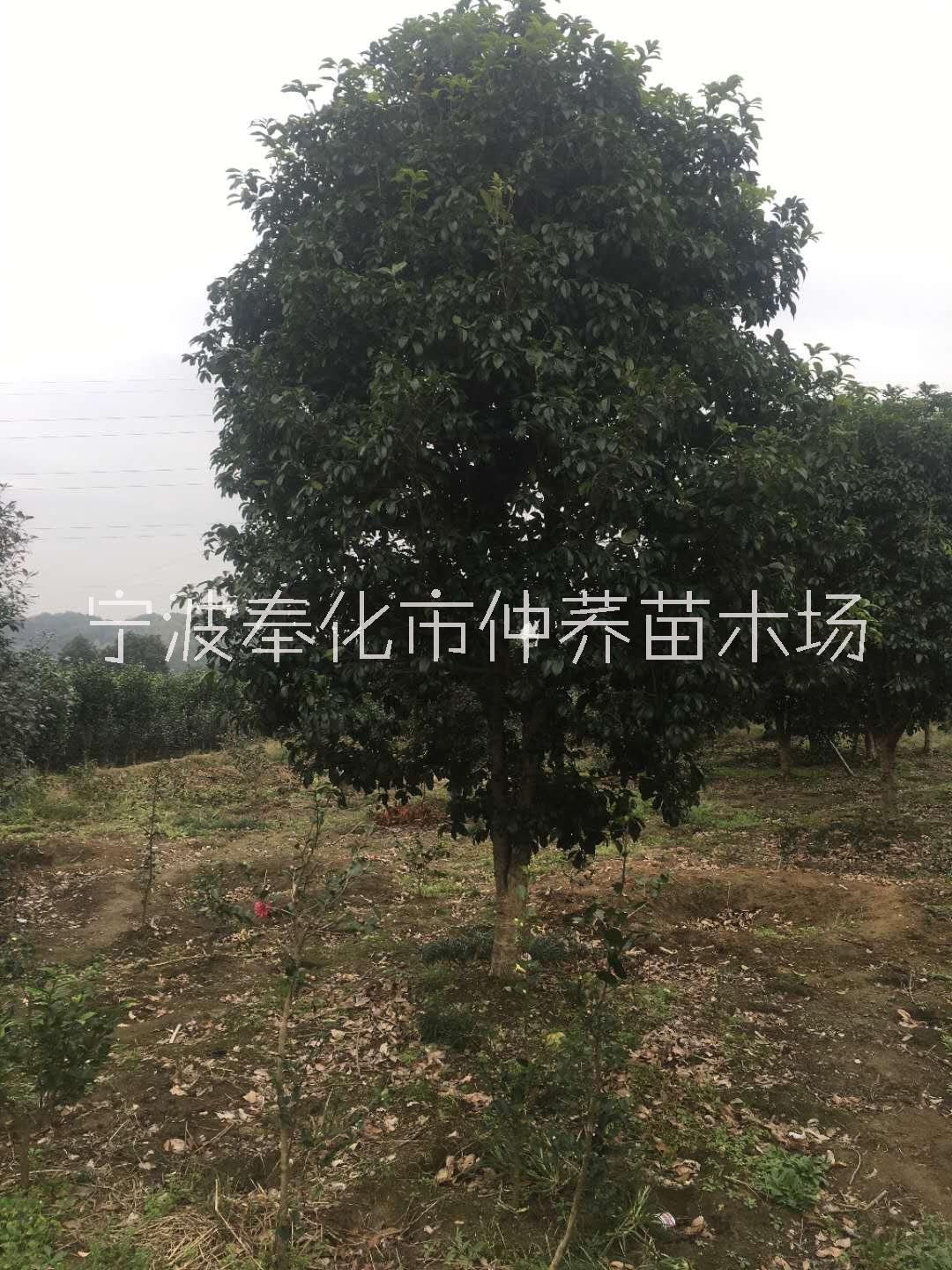 宁波四季桂花种植基地、价格、报价