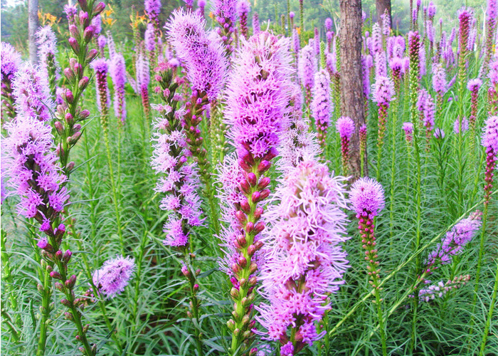 青州宿根草花蛇鞭菊基地 银叶菊 美国薄荷 青州时令草花基地批发价格 -城市绿化景观用花【青州市林益源苗木专业合作社】