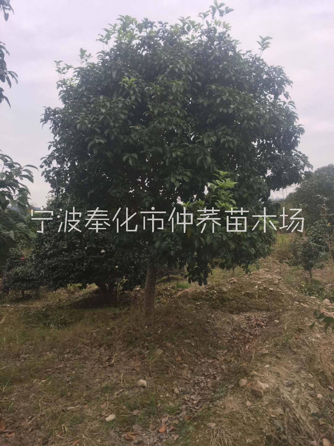 宁波四季桂花种植基地、价格、报价