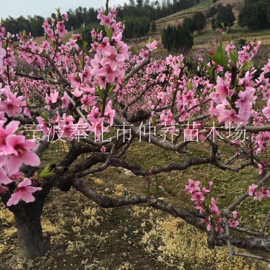 宁波市优质桃花苗厂家宁波优质桃花苗种植基地，价格，报价【宁波奉化仲荞苗木场】