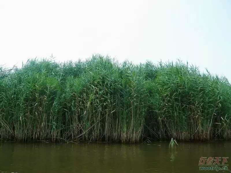 河北湿地芦苇苗价格批发价供应哪里有多少钱