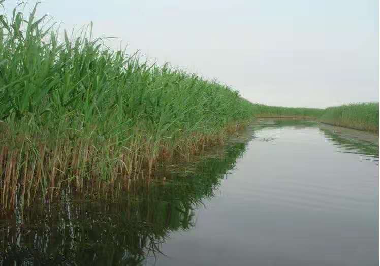 河北湿地芦苇苗价格批发价供应哪里有多少钱图片