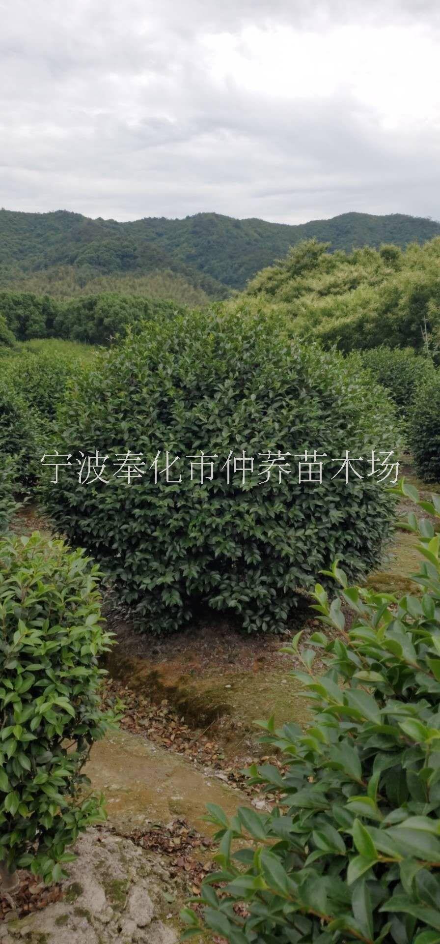 宁波市宁波茶梅球种植基地厂家宁波茶梅球种植基地报价批发
