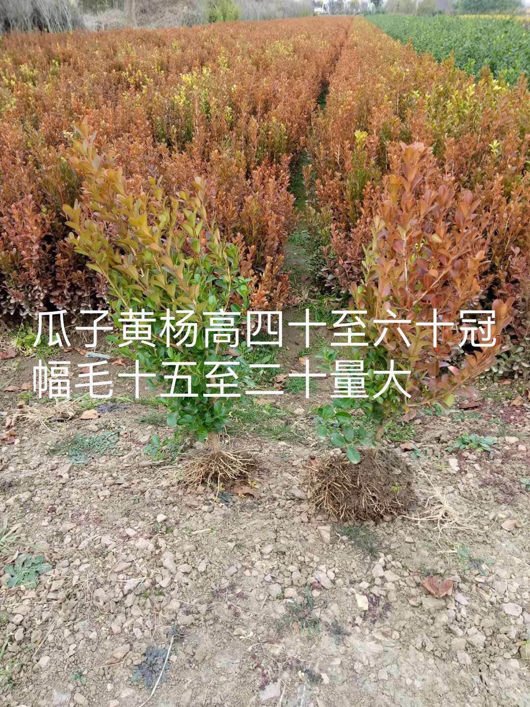 江苏瓜子黄杨基地批发