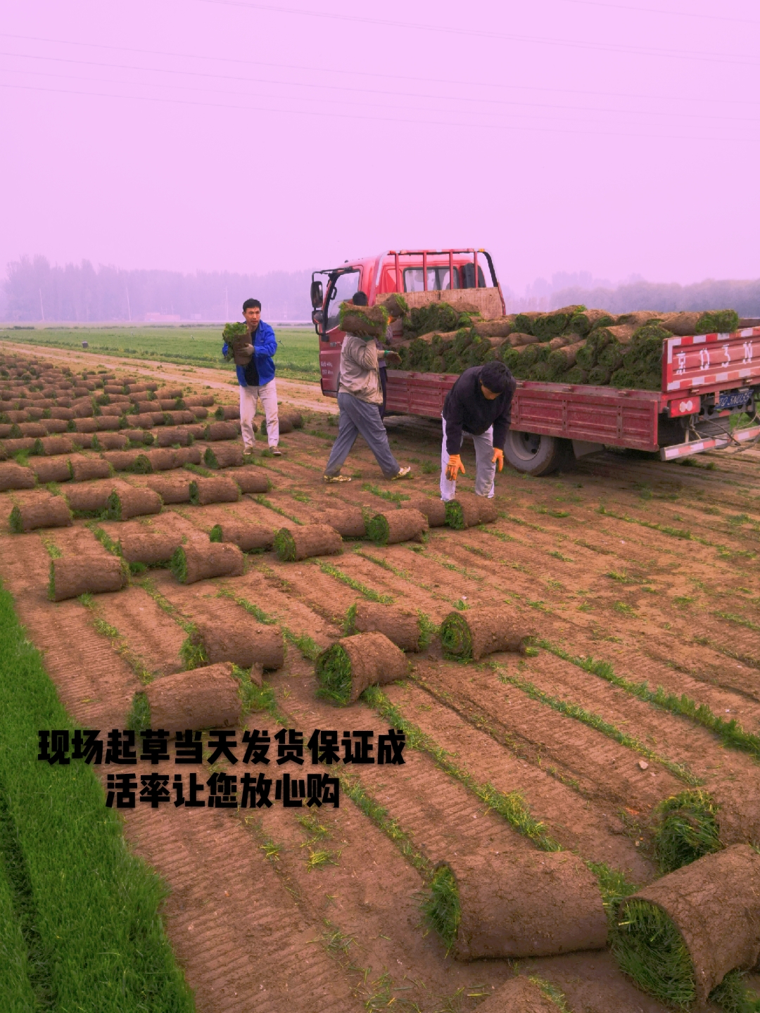 北京草坪供应草坪销售草坪价格草坪基地草坪养护