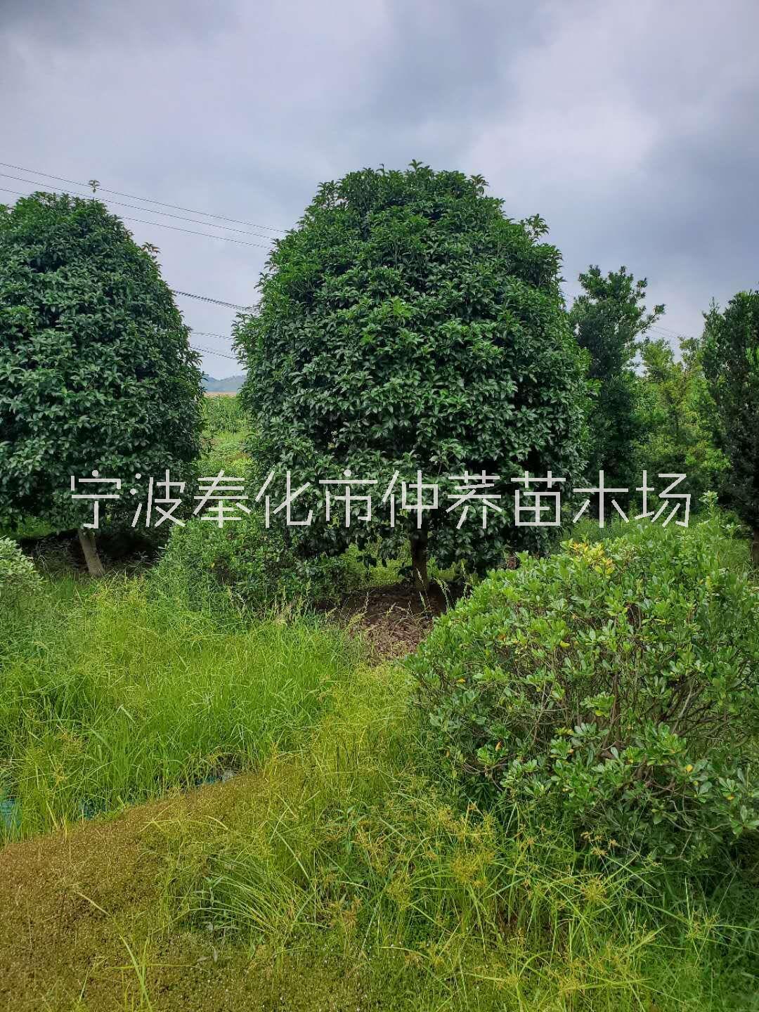 宁波奉化仲荞苗木场