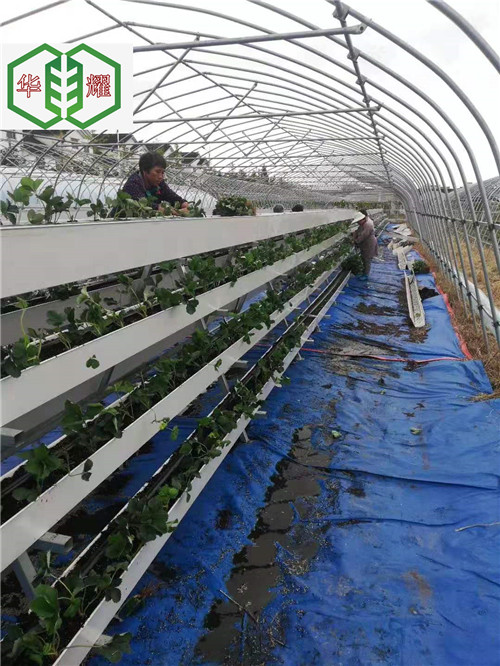 安阳大棚草莓立体种植槽的成本低，产量稳增  草莓立体种植槽