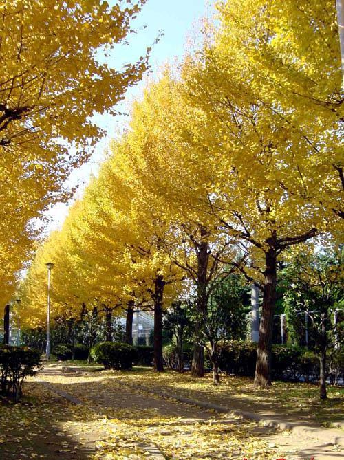 山东银杏嫁接树基地 山东临沂嫁接银杏树基地直销 【福耀银杏苗木园林】图片