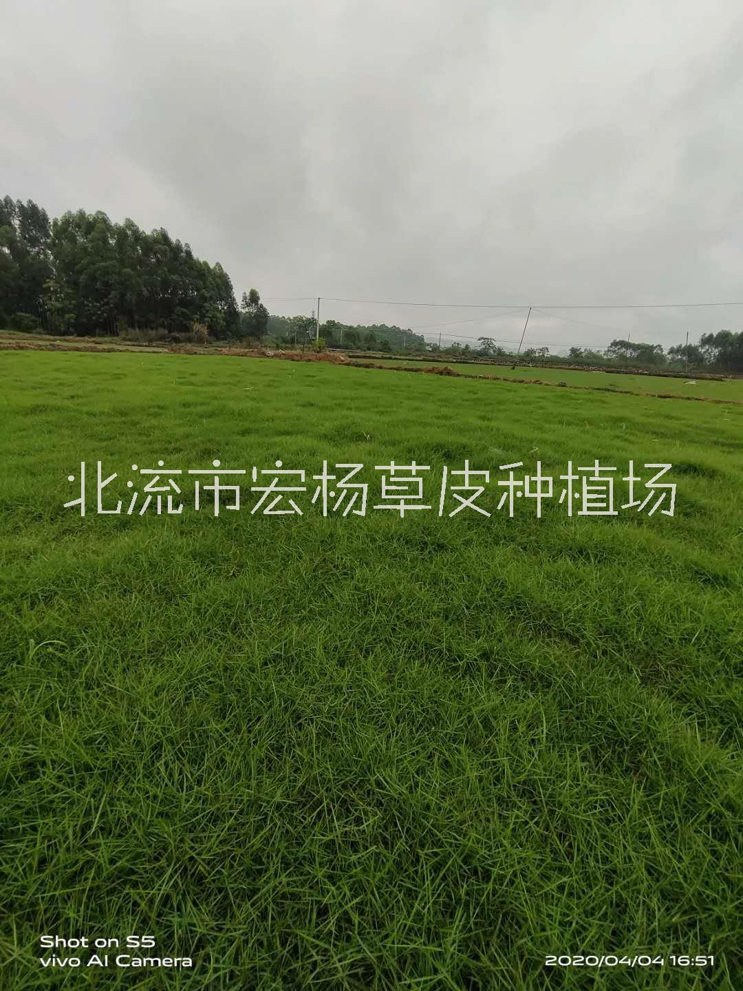 广西靓仔草基地 广西台湾草基地 草皮生产基地 哪里的台湾草好
