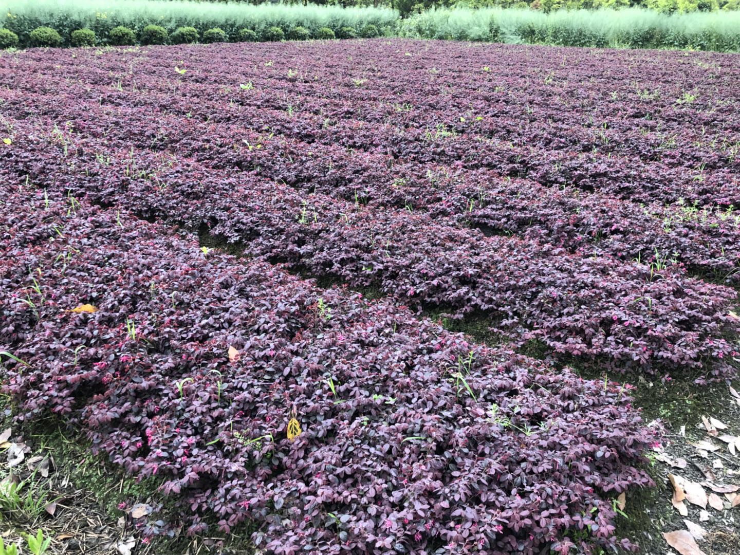 成都市红继木小苗厂家红继木小苗自产自销    种植基地    成都红继木小苗批发商