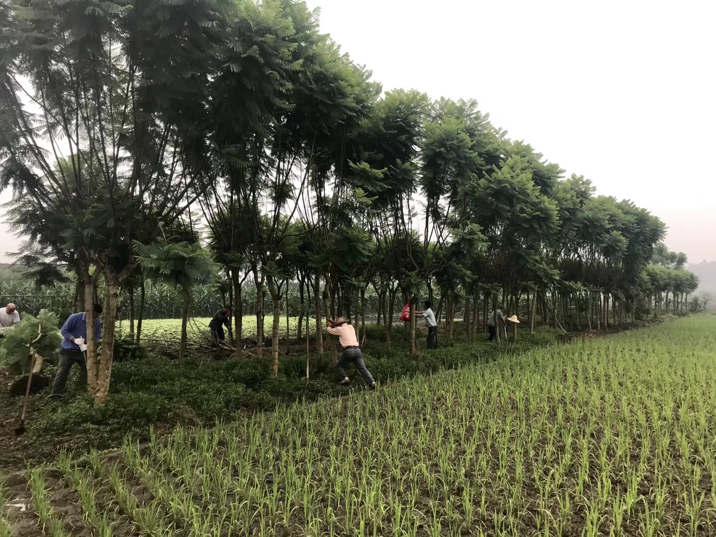 四川成都蓝花楹   蓝花楹基地直销  蓝花楹批量报价 蓝花楹优质供应商