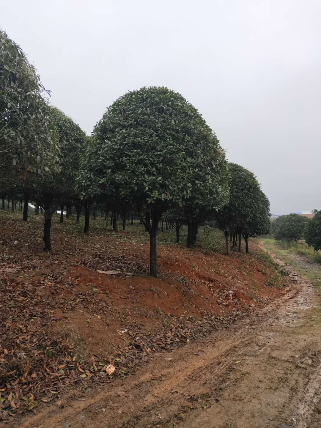 桂花树桂花树种植基地、价格、批发【郴州绿晨草坪苗木种植基地】