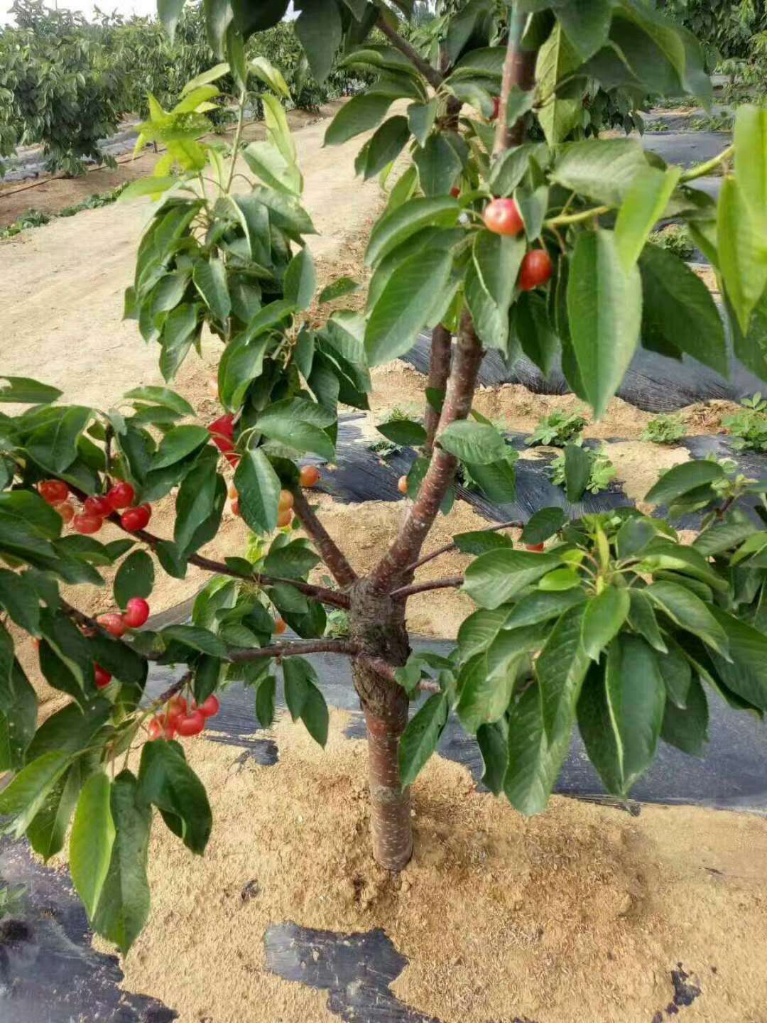 安徽樱桃苗价格 安徽樱桃苗种植基地 安徽樱桃苗批发-泰安开发区背靠大树苗木中心销售图片