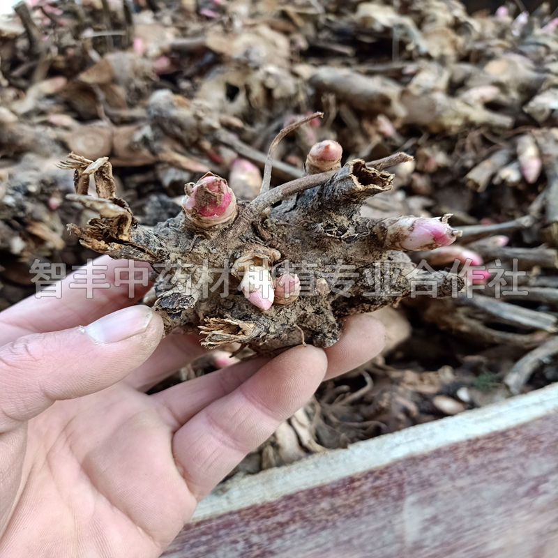 丹东芍药种植技术、芍药苗的生长时间【智丰中药材种植专业合作社】