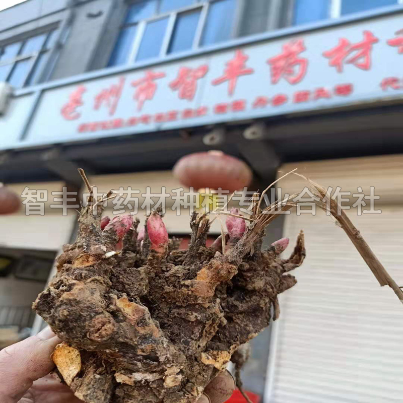 四平芍药芽的种植时间 生长速度快 智丰中药材种植 芍药苗的种植时间